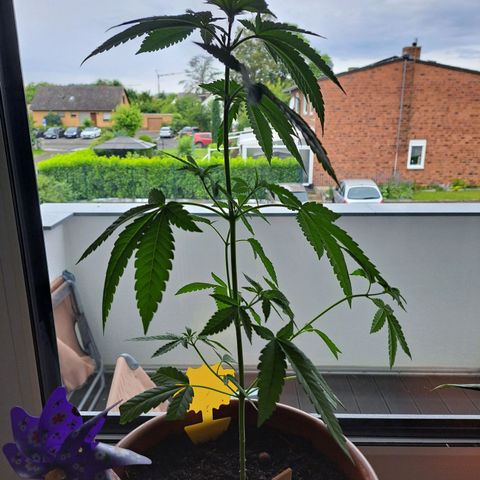Purple Queen growlog timeline photo