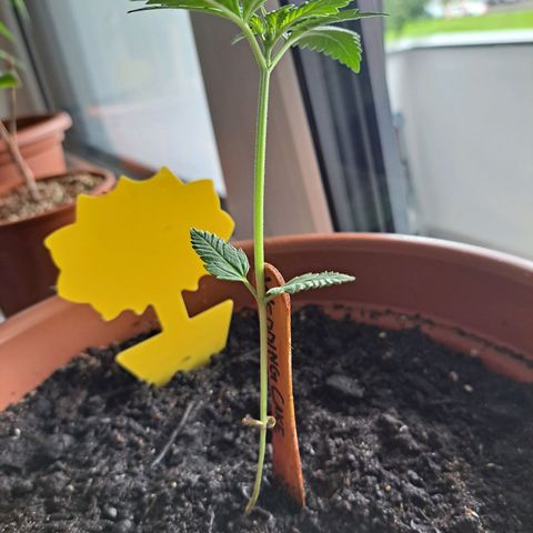 Heidrun  growlog photo: Unten am Stängel ist sie total dünn deswegen haut es sie als um :( die plage mit den trauermücken wurde auch nicht besser drum hab ich nematoden eingesetzt. Hoffentlich machen die dudes ihre arbeit gut 