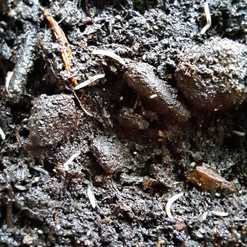 Heidrun  growlog photo: Unten am Stängel ist sie total dünn deswegen haut es sie als um :( die plage mit den trauermücken wurde auch nicht besser drum hab ich nematoden eingesetzt. Hoffentlich machen die dudes ihre arbeit gut 