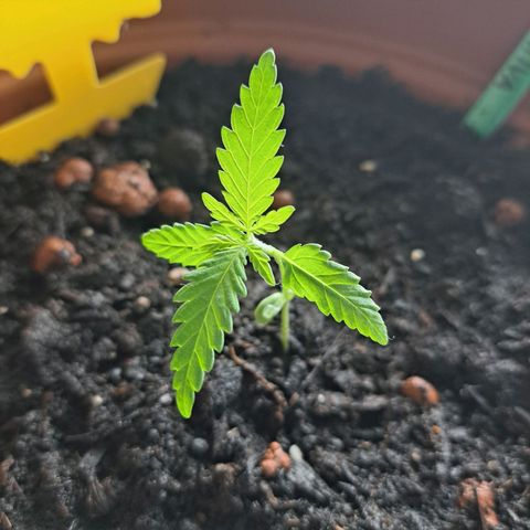 Rickarda Sanchez growlog timeline photo