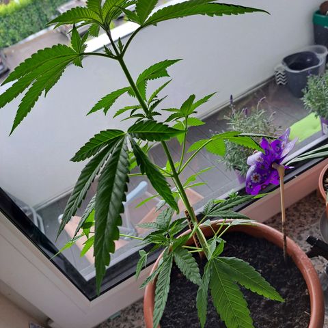 Purple Queen growlog timeline photo
