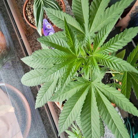 Purple Queen growlog timeline photo