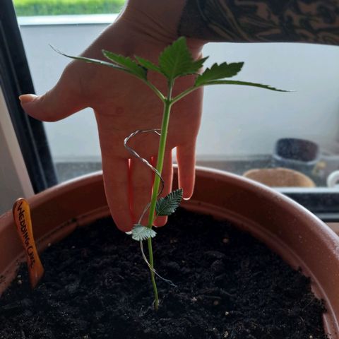 Heidrun  growlog photo: Draht als stütze zur Hilfe genommen 