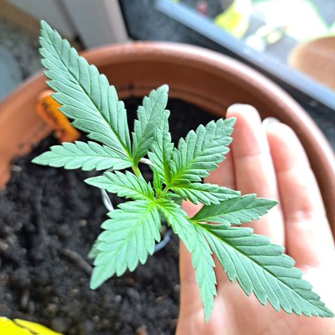 Heidrun  growlog photo: Draht als stütze zur Hilfe genommen 