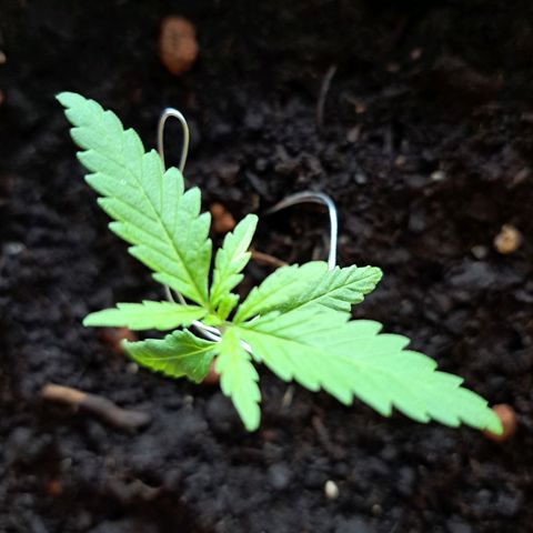 Rickarda Sanchez growlog timeline photo