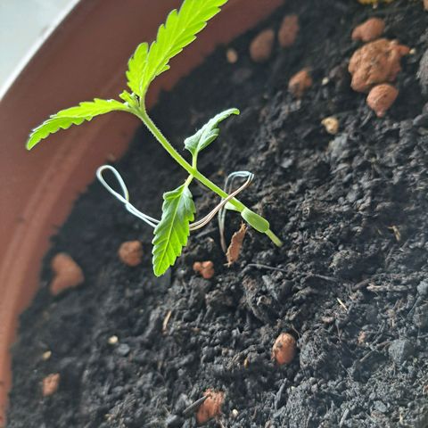 Rickarda Sanchez growlog timeline photo