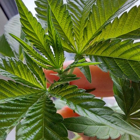 Purple Queen growlog timeline photo