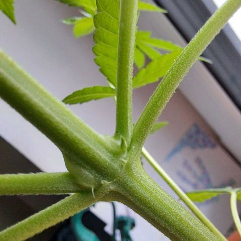 Purple Queen growlog timeline photo