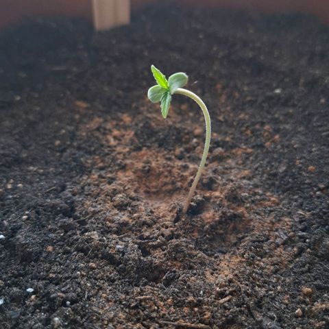 Blue Monster Automatic growlog photo: Spargelt