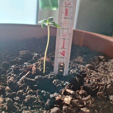 Blue Monster Automatic growlog timeline photo