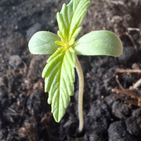 Blue Monster Automatic growlog timeline photo