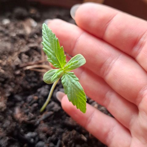 Blue Monster Automatic growlog timeline photo