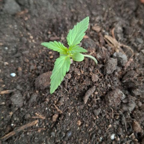 Blue Monster Automatic growlog photo: Der Wind hat se umgehauen