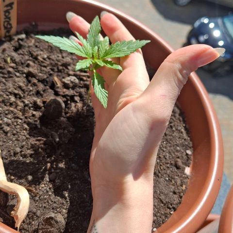 Blue Monster Automatic growlog photo: Wächst gut und gesund 💪 