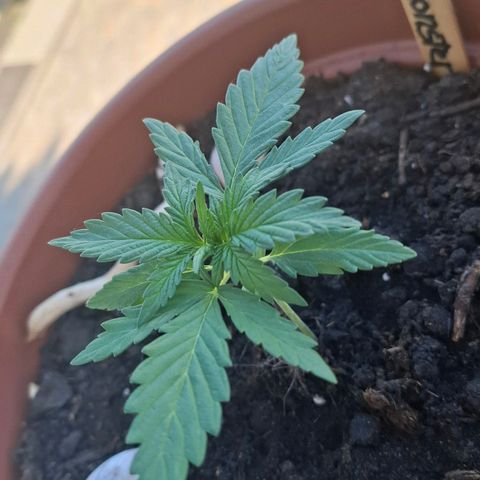 Blue Monster Automatic growlog photo: Wächst 