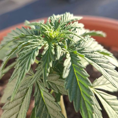 Blue Monster Automatic growlog photo: Vorblüte startet. 