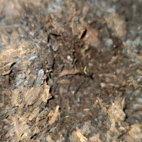 Banalaze II growlog timeline photo
