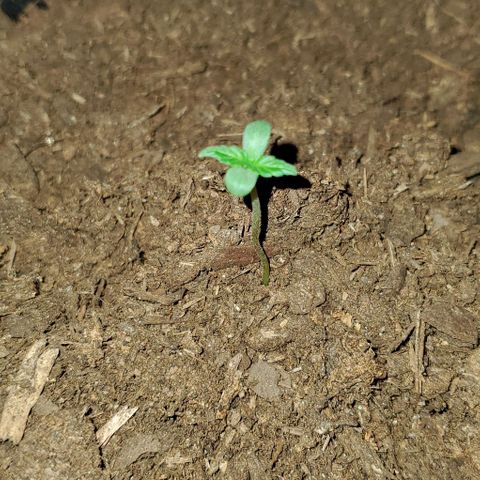 Banalaze II growlog timeline photo