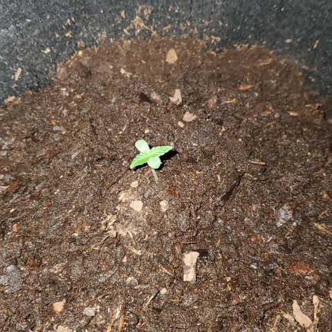 Banalaze II growlog timeline photo