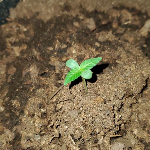Banalaze II growlog timeline photo