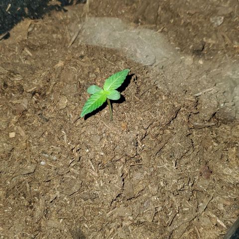 Banalaze II growlog timeline photo