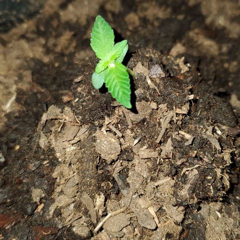 Banalaze II growlog timeline photo