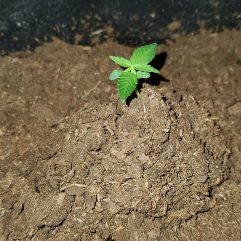 Banalaze II growlog timeline photo