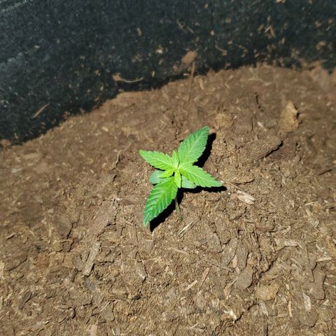 Banalaze II growlog timeline photo