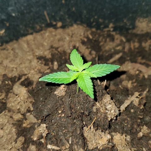 Banalaze II growlog timeline photo