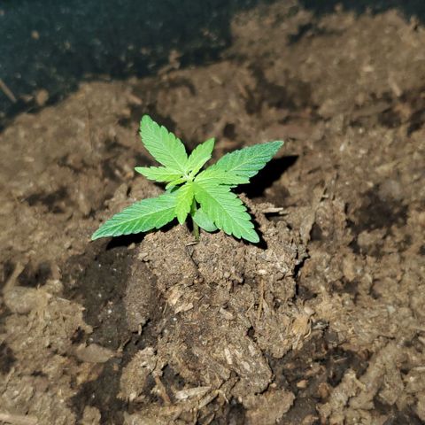 Banalaze II growlog timeline photo