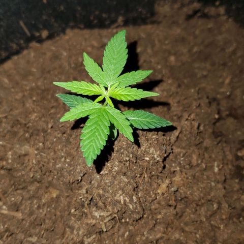 Banalaze II growlog timeline photo