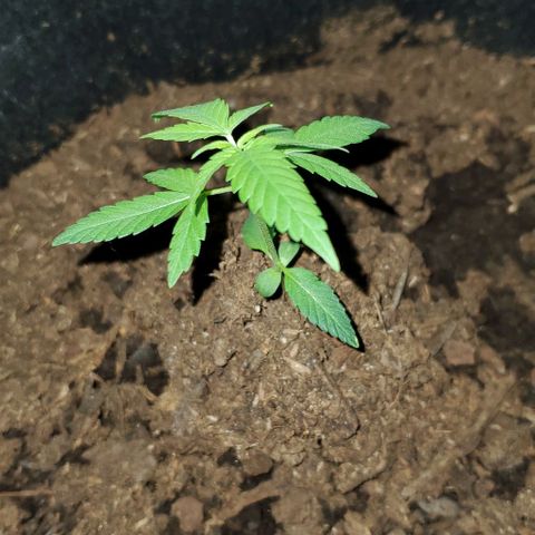 Banalaze II growlog timeline photo