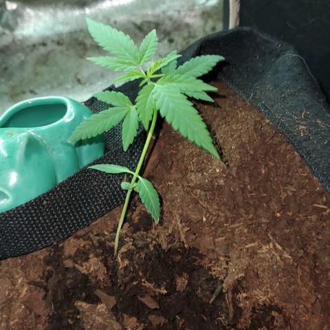 Banalaze II growlog timeline photo