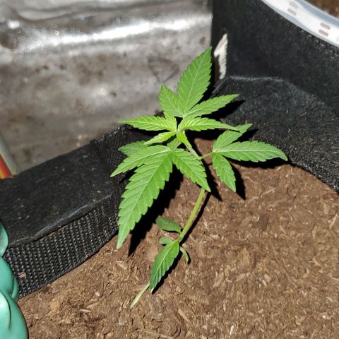 Banalaze II growlog timeline photo