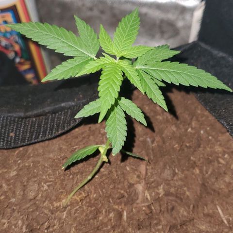 Banalaze II growlog timeline photo