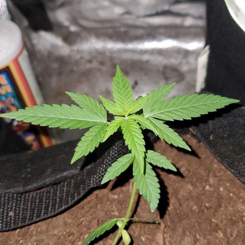 Banalaze II growlog timeline photo