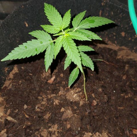 Banalaze II growlog timeline photo