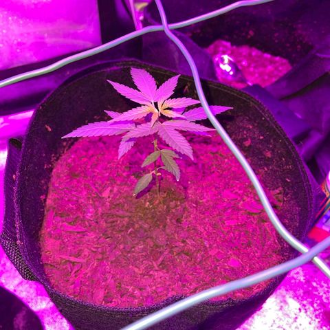 Banalaze II growlog timeline photo