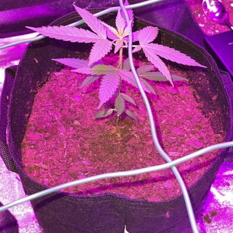 Banalaze II growlog timeline photo