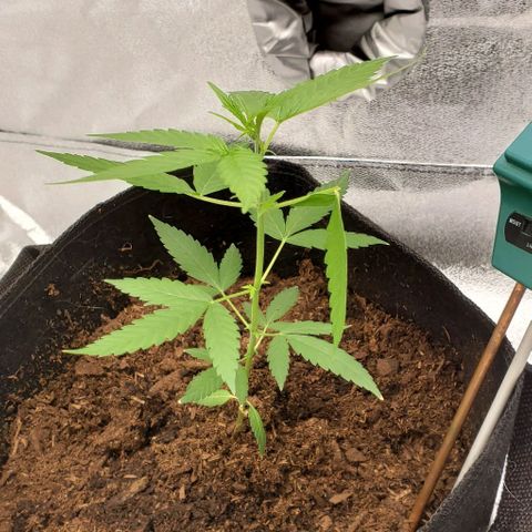 Banalaze II growlog timeline photo