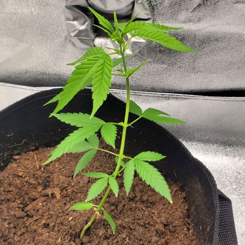 Banalaze II growlog timeline photo