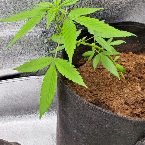 Banalaze II growlog timeline photo