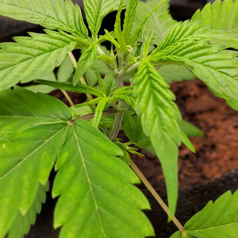 Banalaze II growlog timeline photo