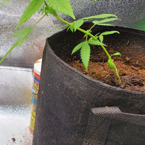 Banalaze II growlog timeline photo
