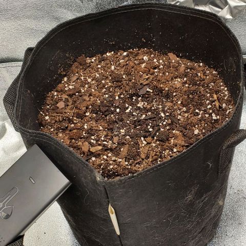 Little L growlog timeline photo