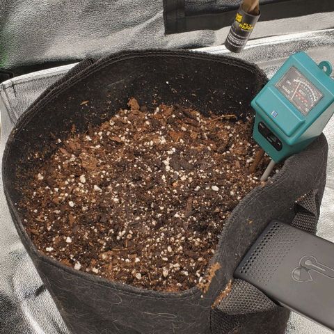 Bubbletwin Candy growlog timeline photo