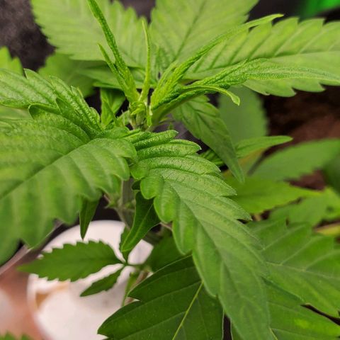 Banalaze II growlog timeline photo