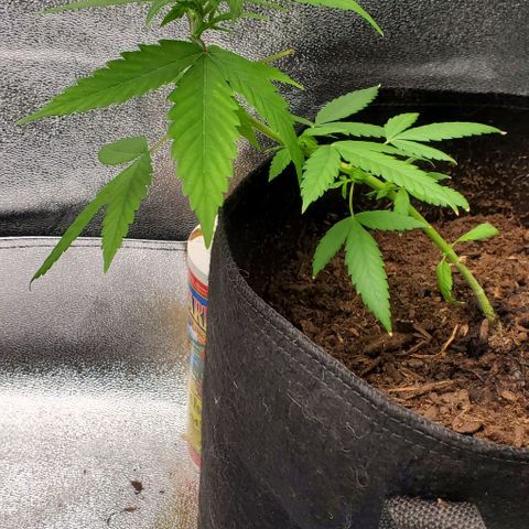 Banalaze II growlog timeline photo