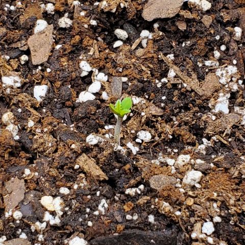 Little L growlog timeline photo