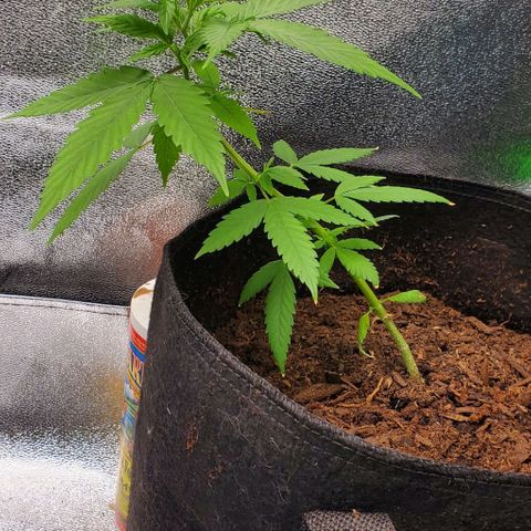 Banalaze II growlog timeline photo